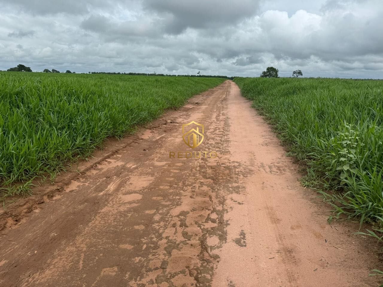 Fazenda - Foto 4