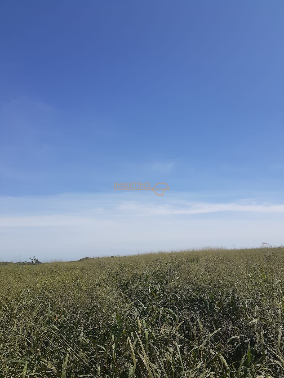 Terreno, 2 hectares - Foto 6