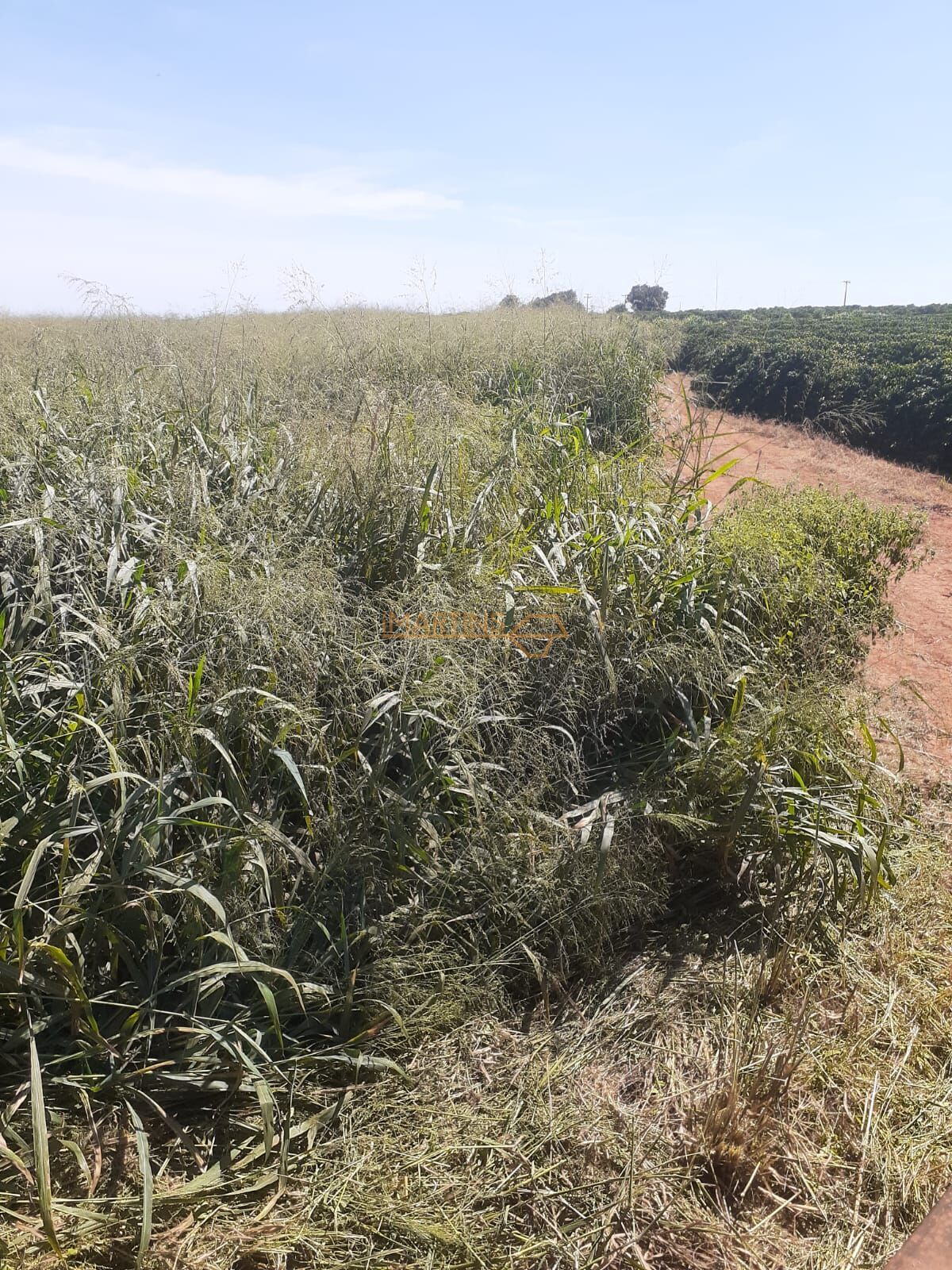 Terreno, 2 hectares - Foto 9