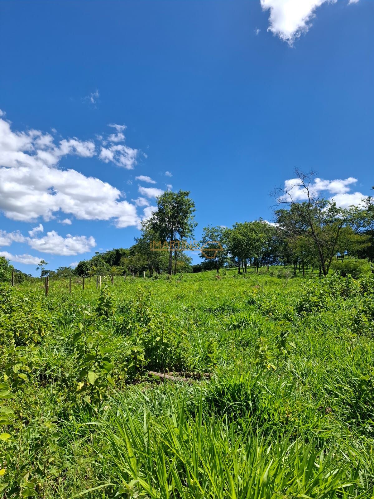 Fazenda, 58 hectares - Foto 7