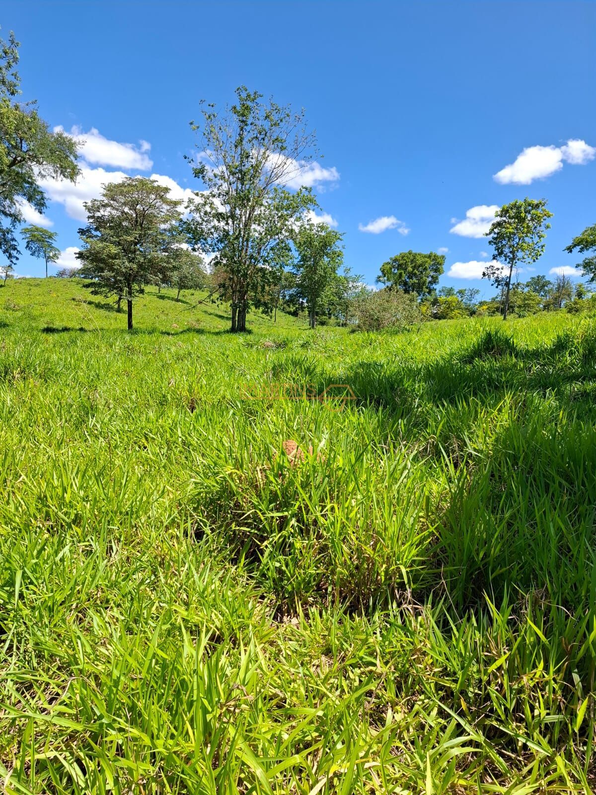 Fazenda, 58 hectares - Foto 5