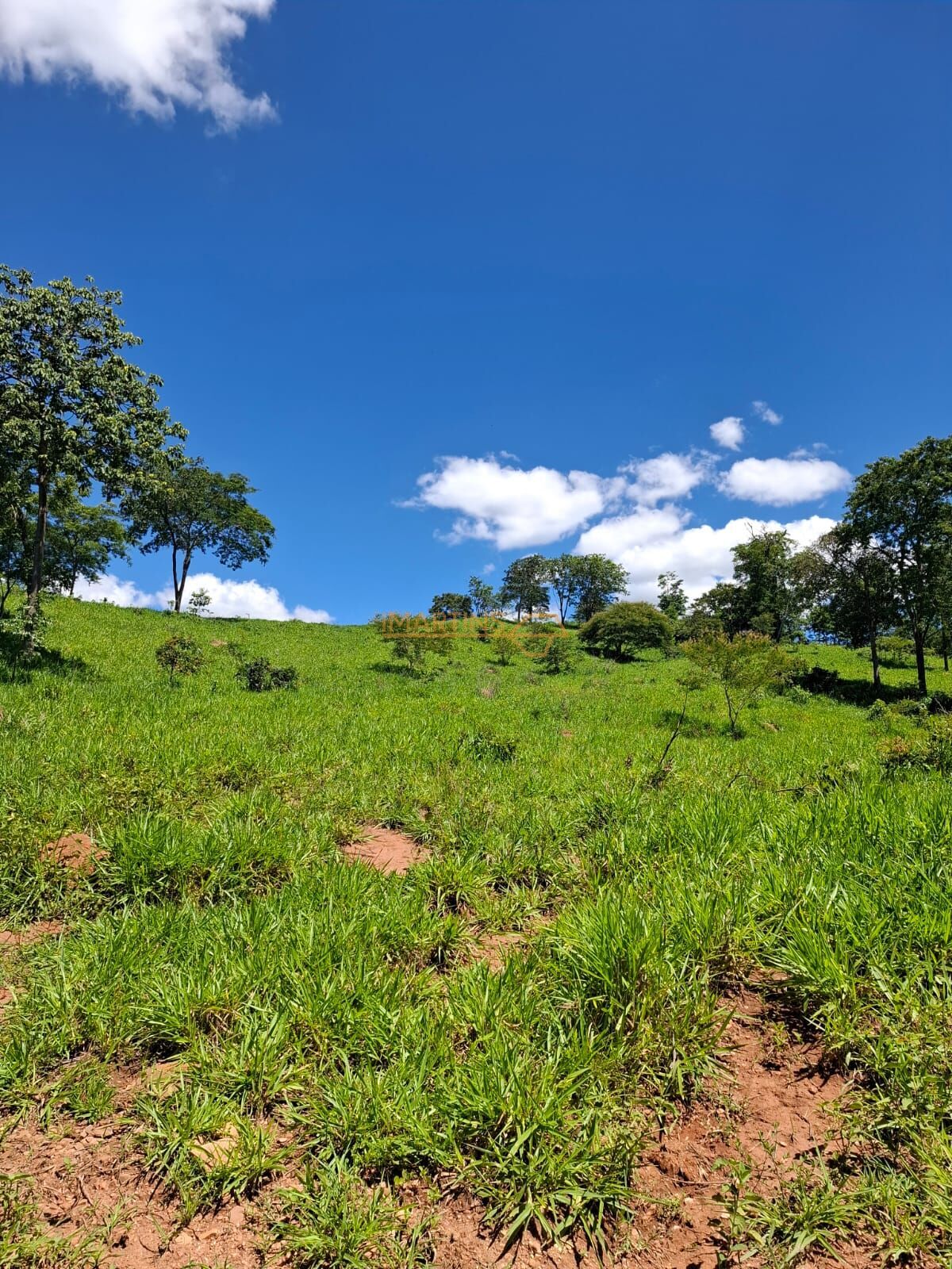 Fazenda, 58 hectares - Foto 6