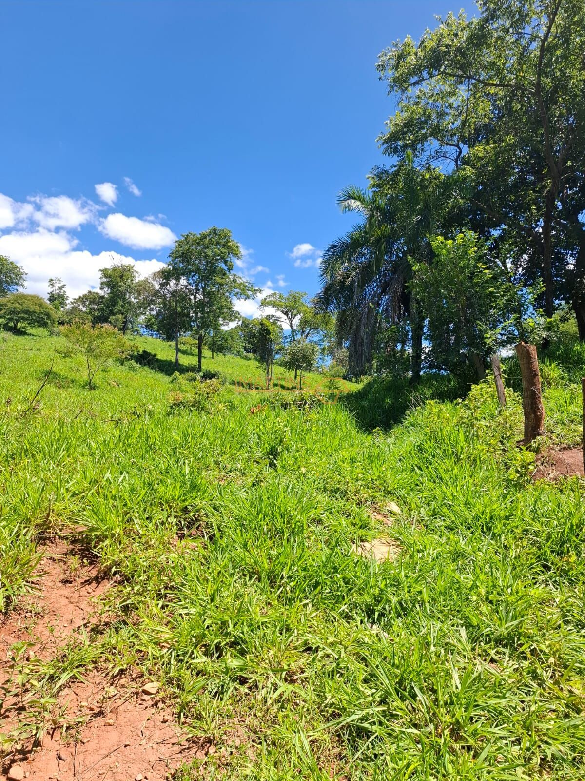 Fazenda, 58 hectares - Foto 4