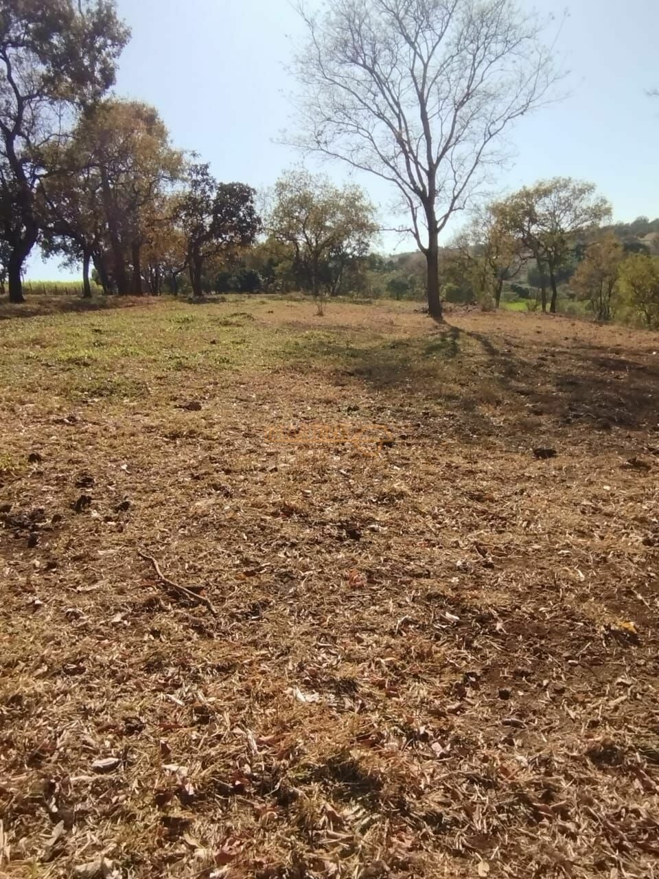 Fazenda, 1 hectares - Foto 6