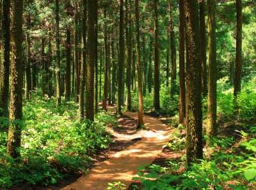 Banho de Floresta: Uma Jornada de Qualidade de Vida e Conexão com a Natureza