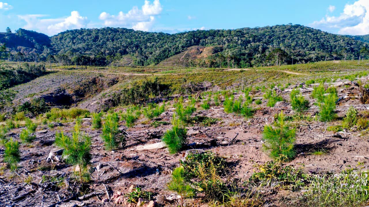 Fazenda, 359 hectares - Foto 4
