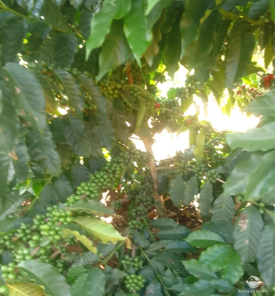 Fazenda, 1454 hectares - Foto 12