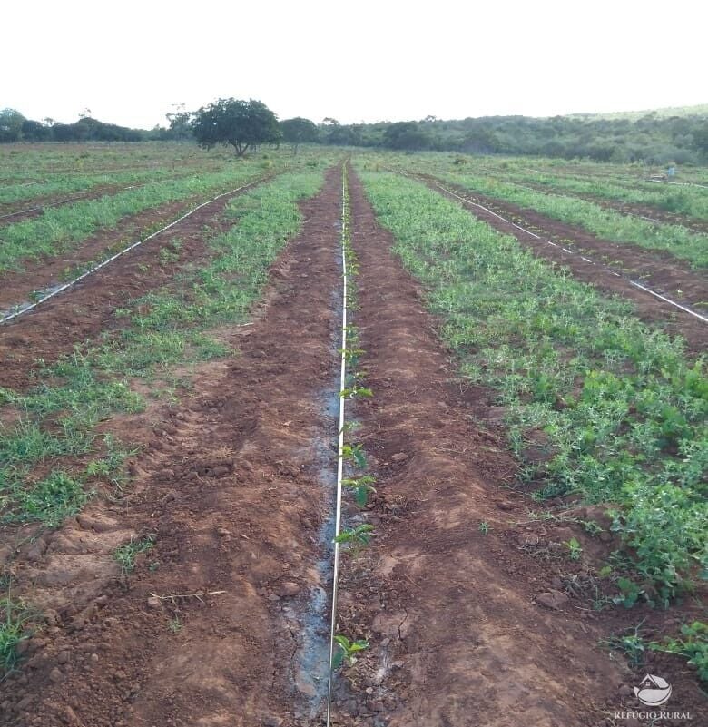 Fazenda, 1454 hectares - Foto 6