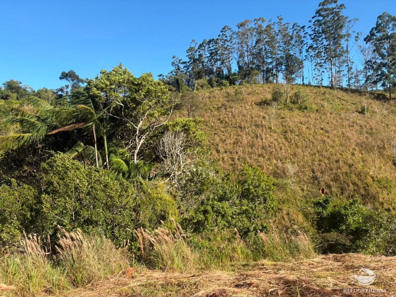 Sítio, 13 hectares - Foto 19