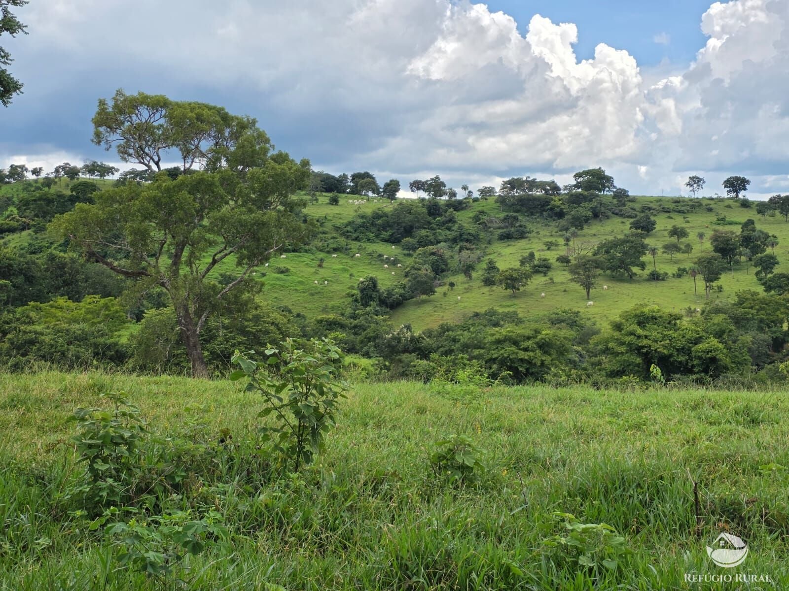 Fazenda, 363 hectares - Foto 46