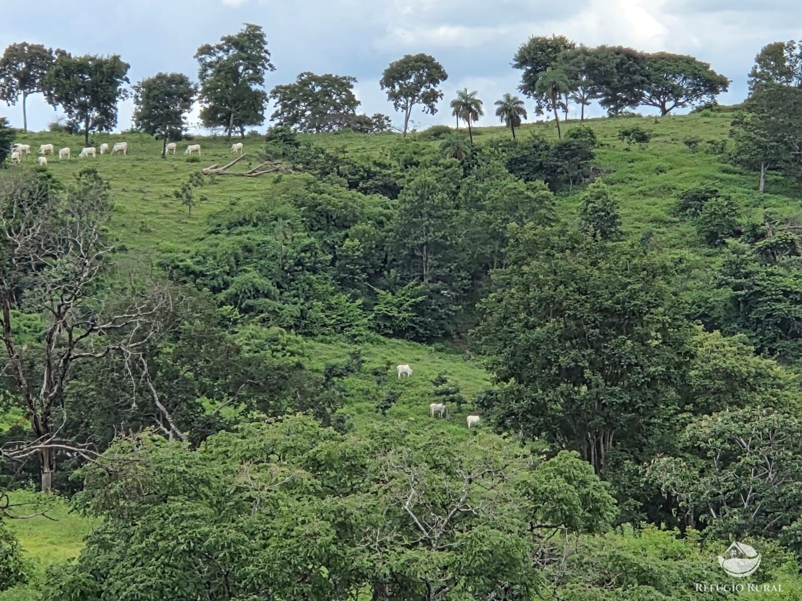 Fazenda, 363 hectares - Foto 11
