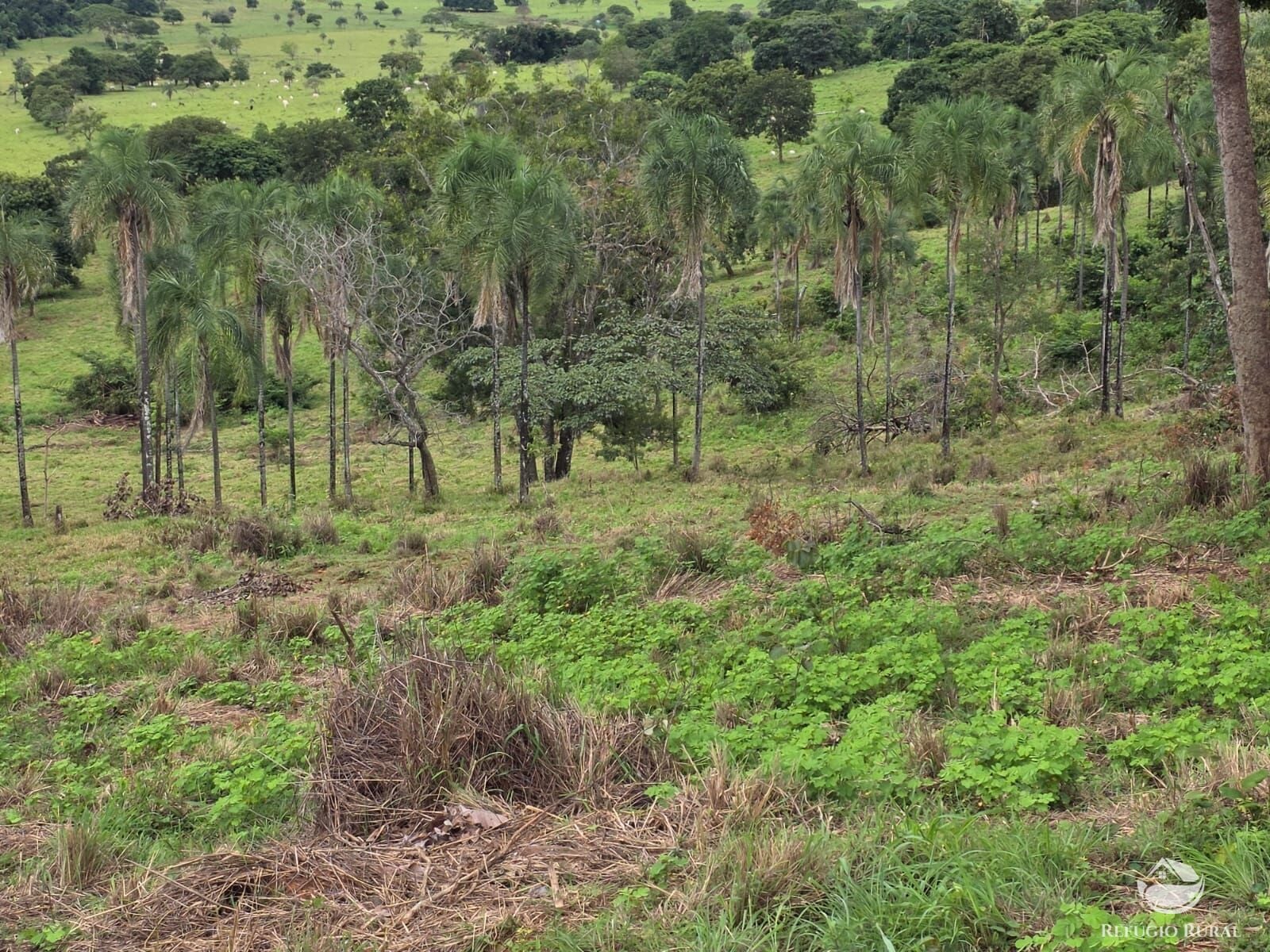 Fazenda, 363 hectares - Foto 19