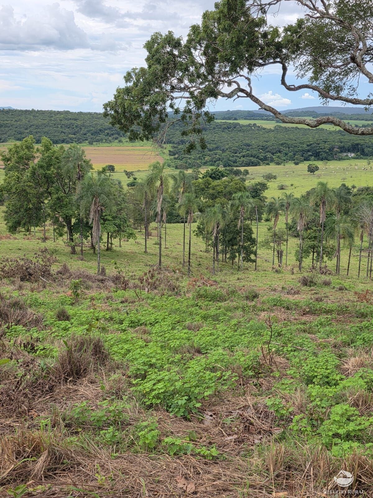 Fazenda, 363 hectares - Foto 47