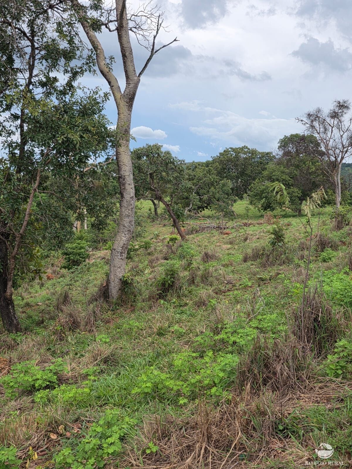 Fazenda, 363 hectares - Foto 10