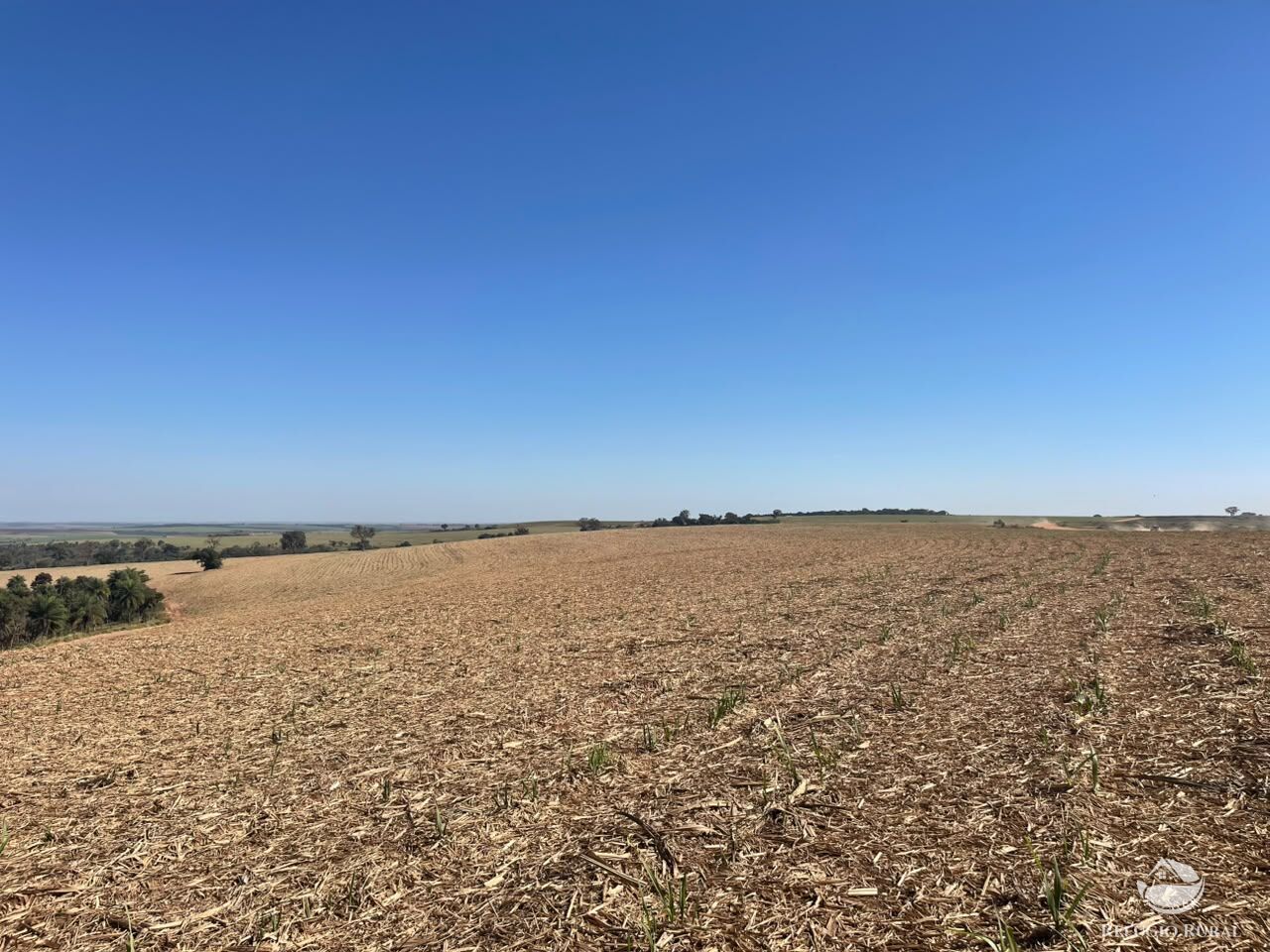 Fazenda, 447 hectares - Foto 10