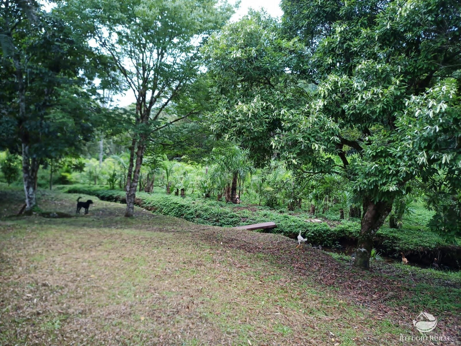 Chácara, 172 hectares - Foto 11
