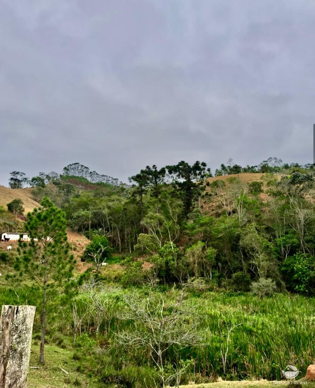Sítio, 29 hectares - Foto 6