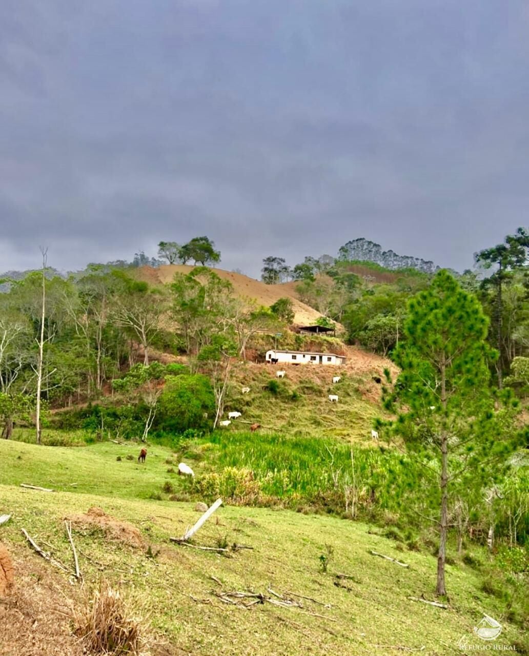 Sítio, 29 hectares - Foto 10