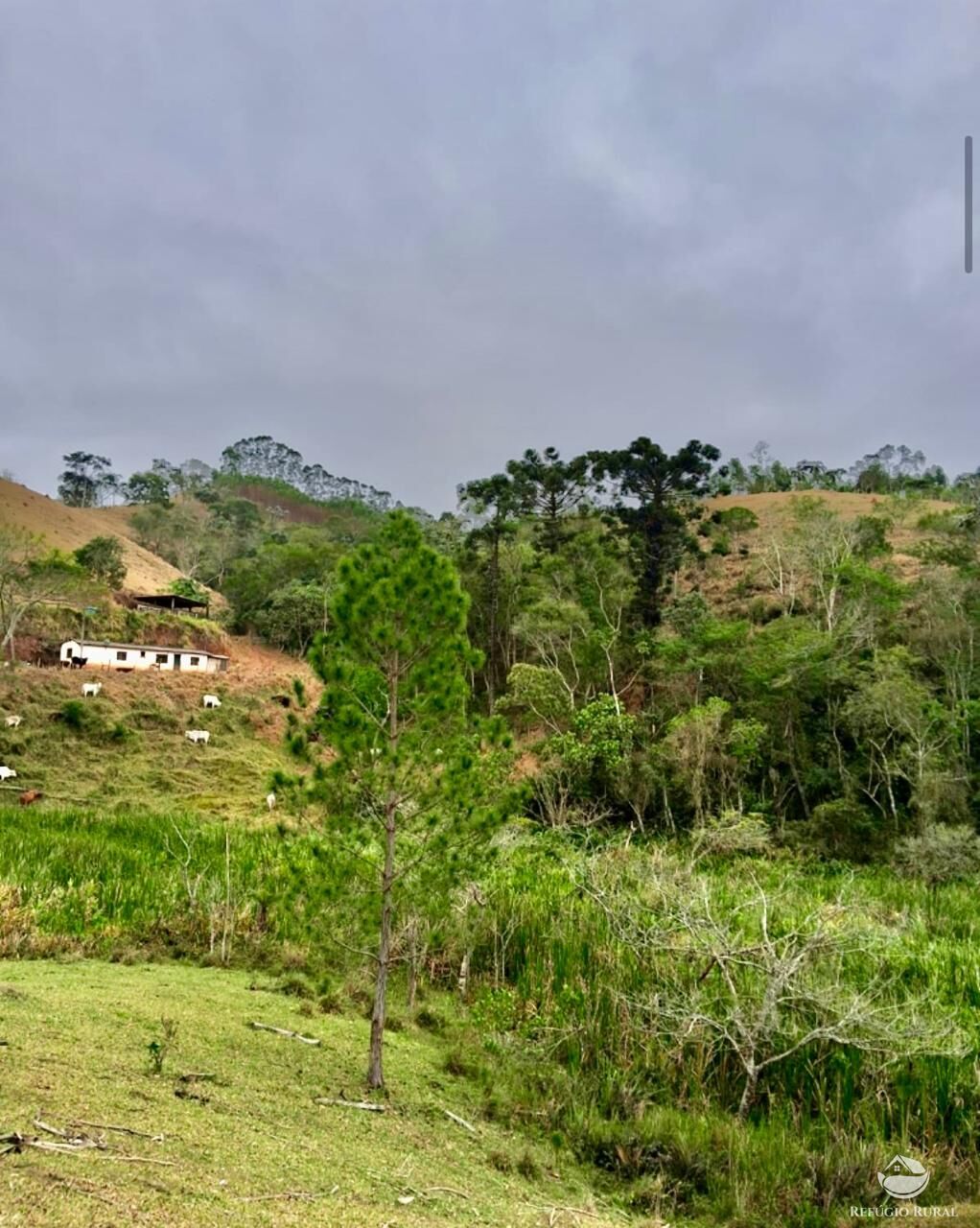 Sítio, 29 hectares - Foto 4