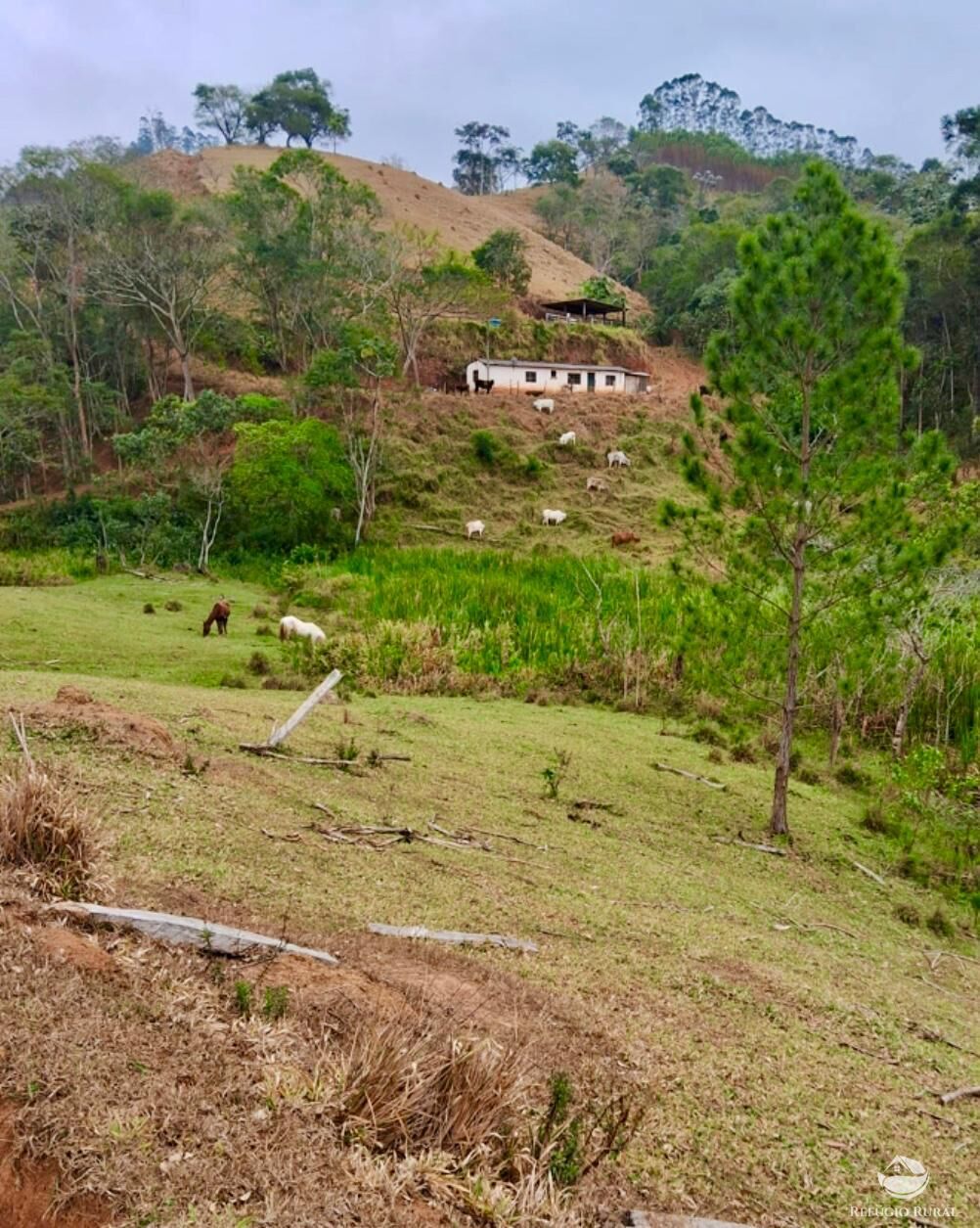 Sítio, 29 hectares - Foto 15