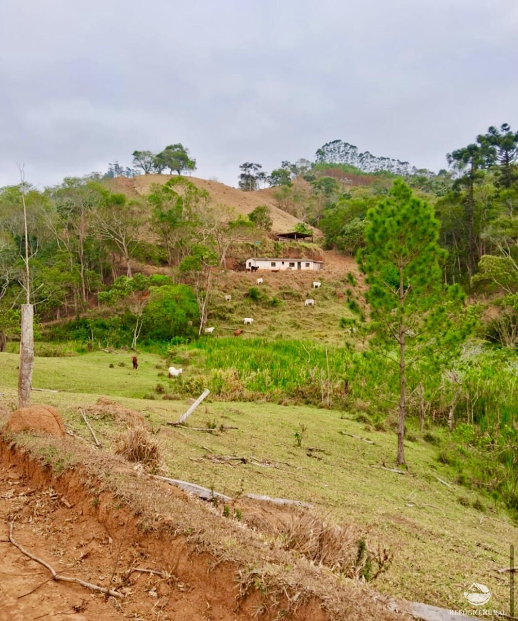Sítio, 29 hectares - Foto 11