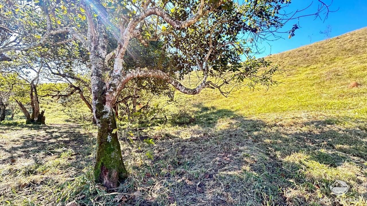 Chácara, 10 hectares - Foto 49