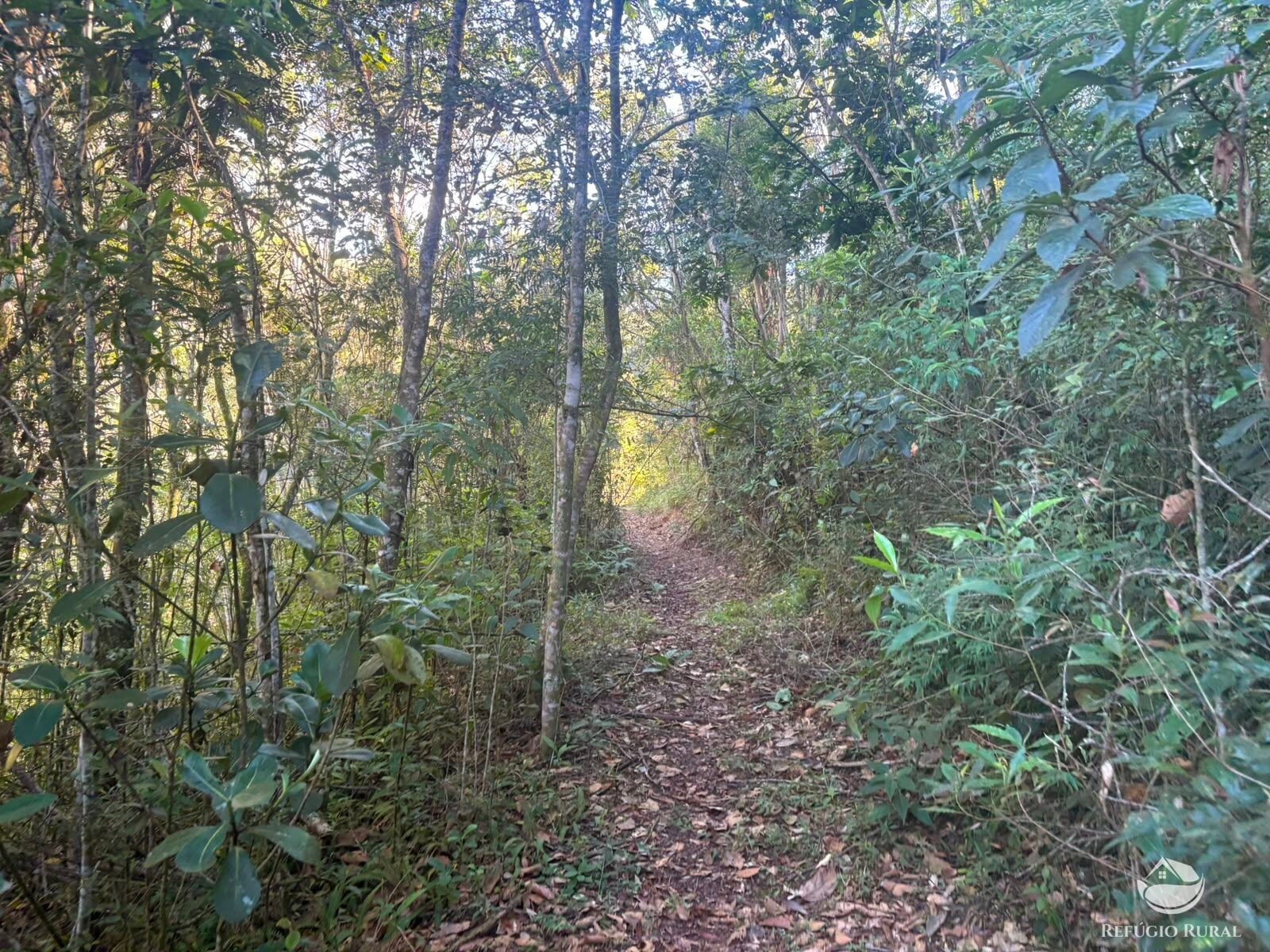 Chácara, 11 hectares - Foto 10