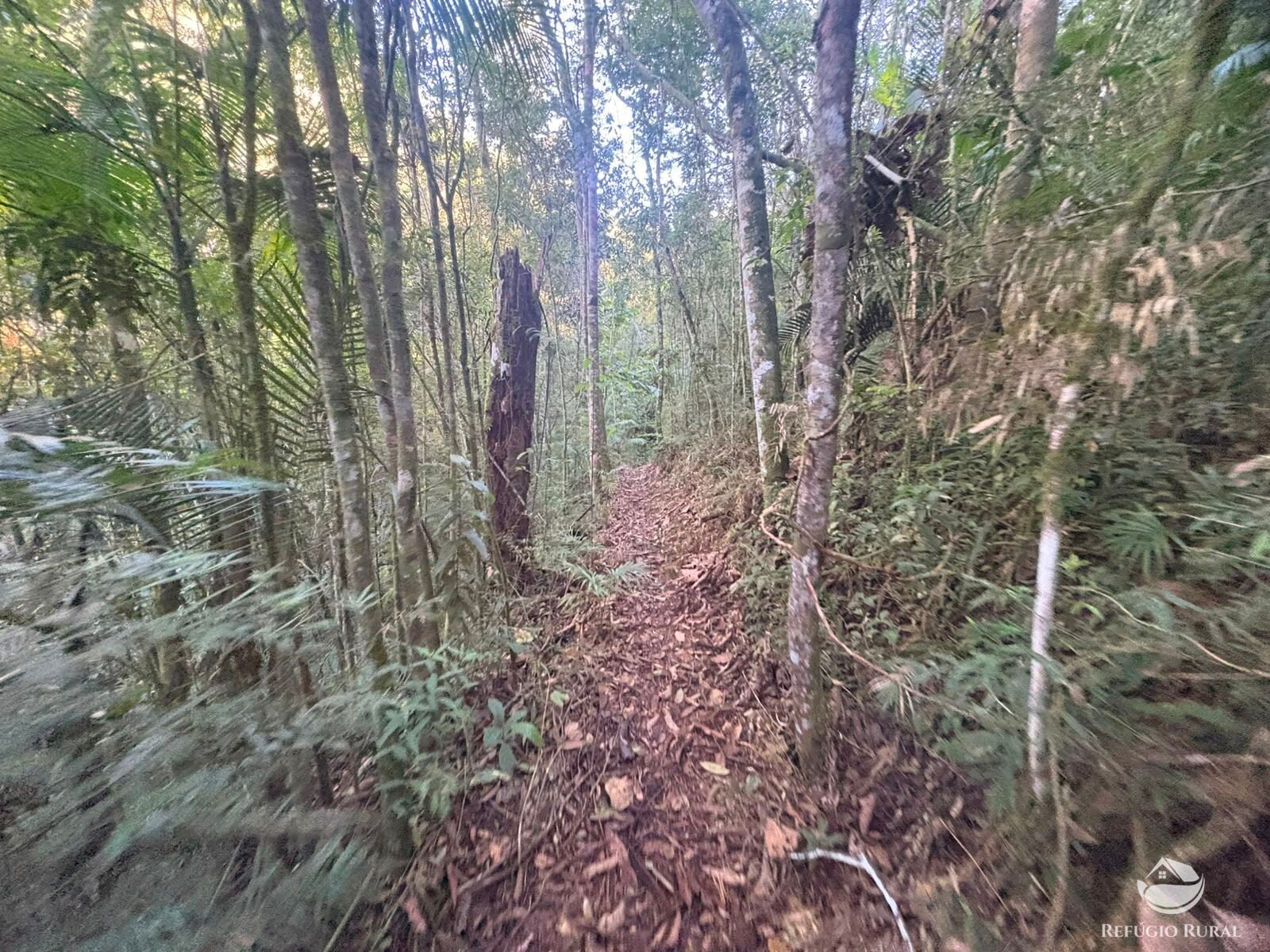 Chácara, 11 hectares - Foto 47