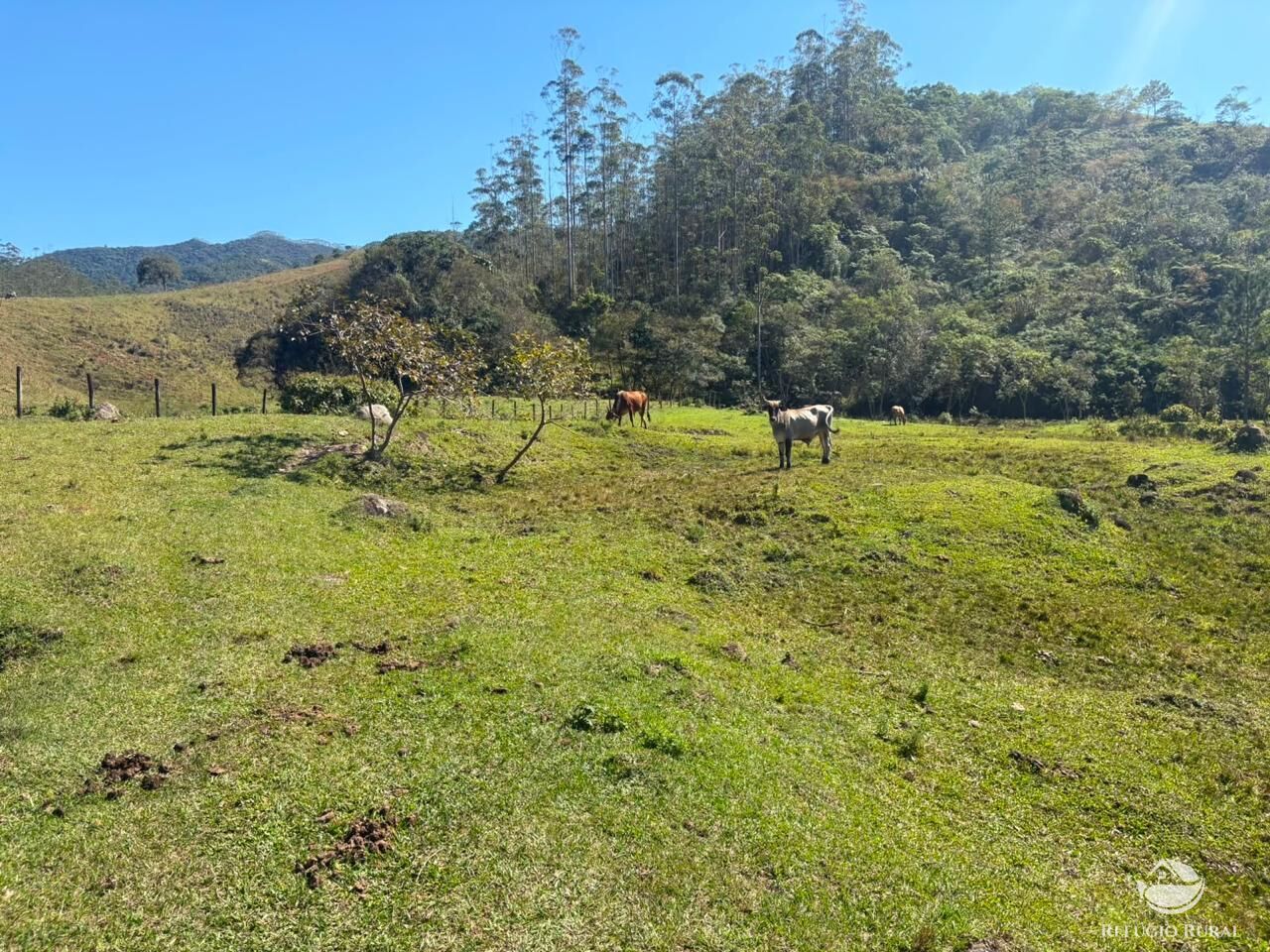 Terreno, 24 hectares - Foto 20