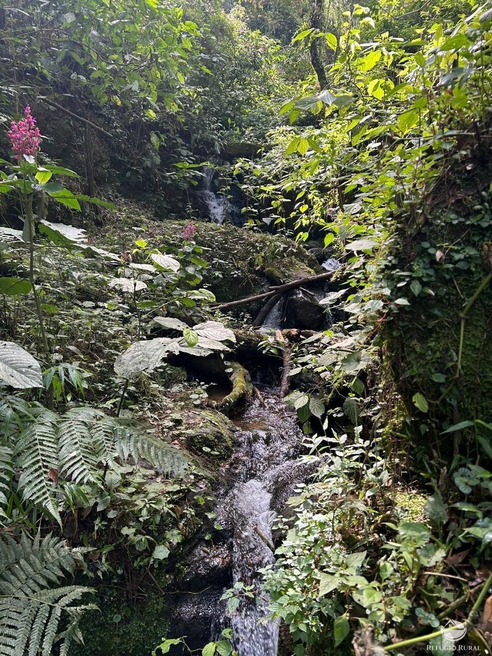 Chácara, 24 hectares - Foto 15