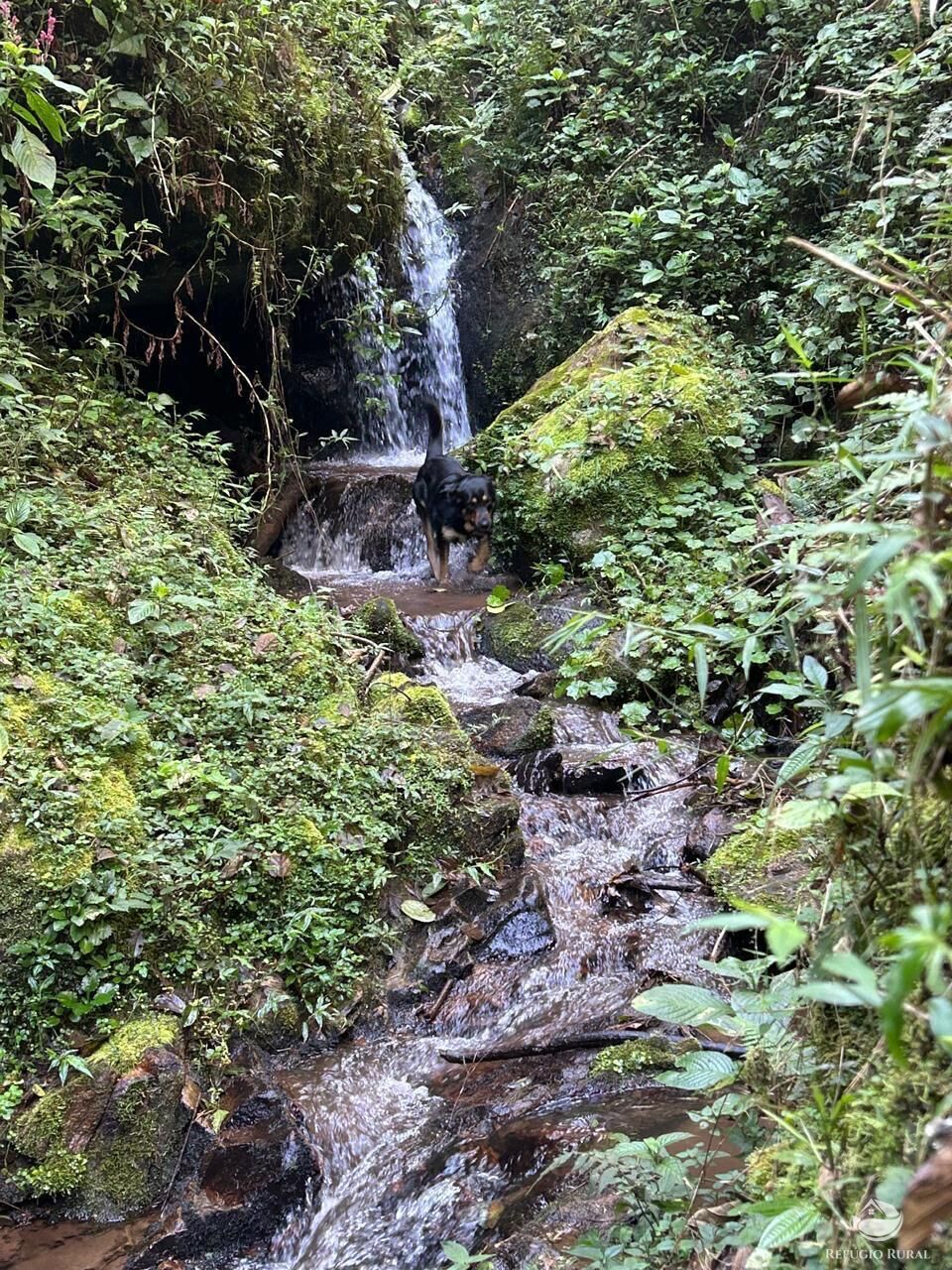 Chácara, 24 hectares - Foto 18