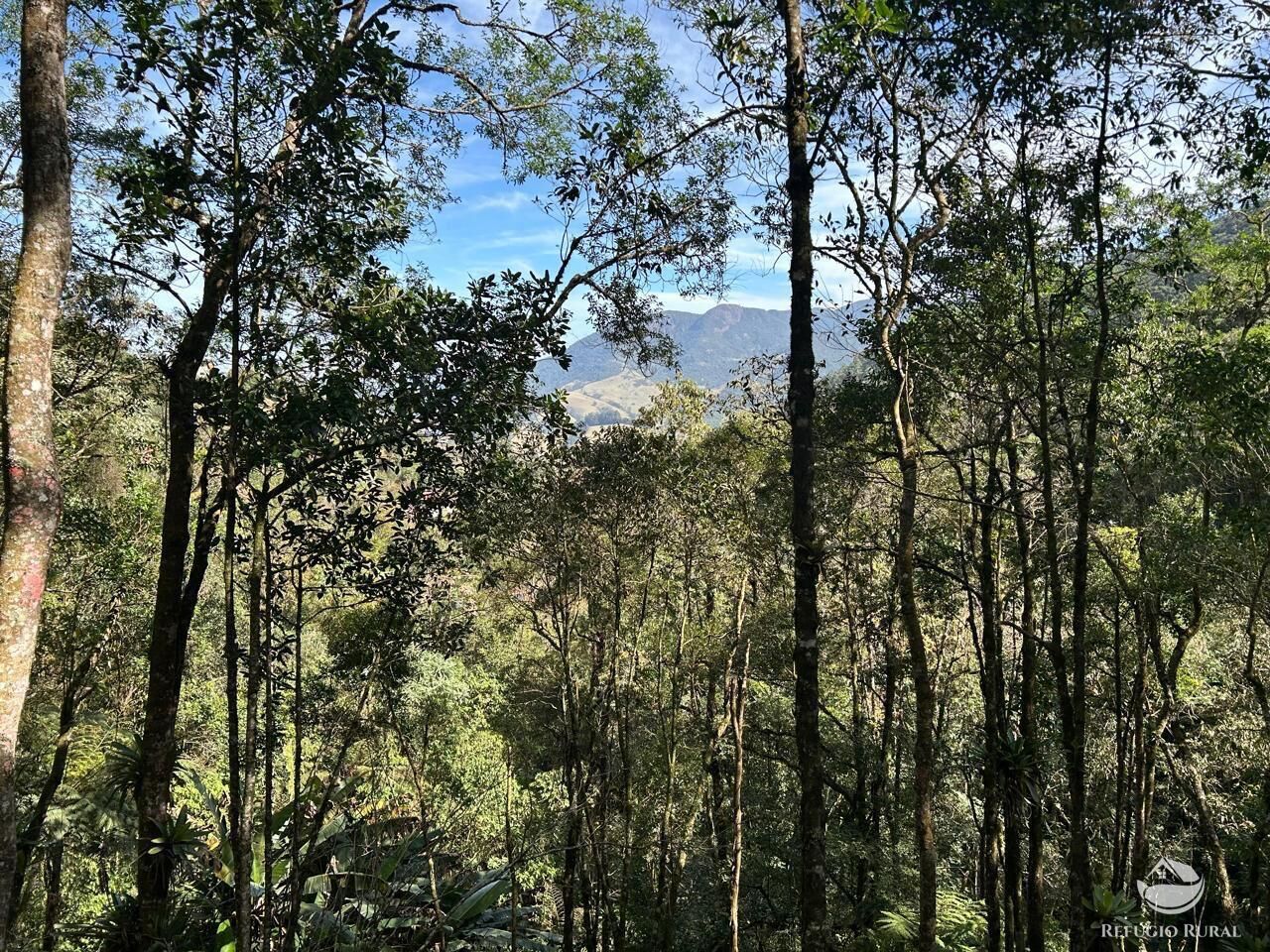 Chácara, 24 hectares - Foto 23