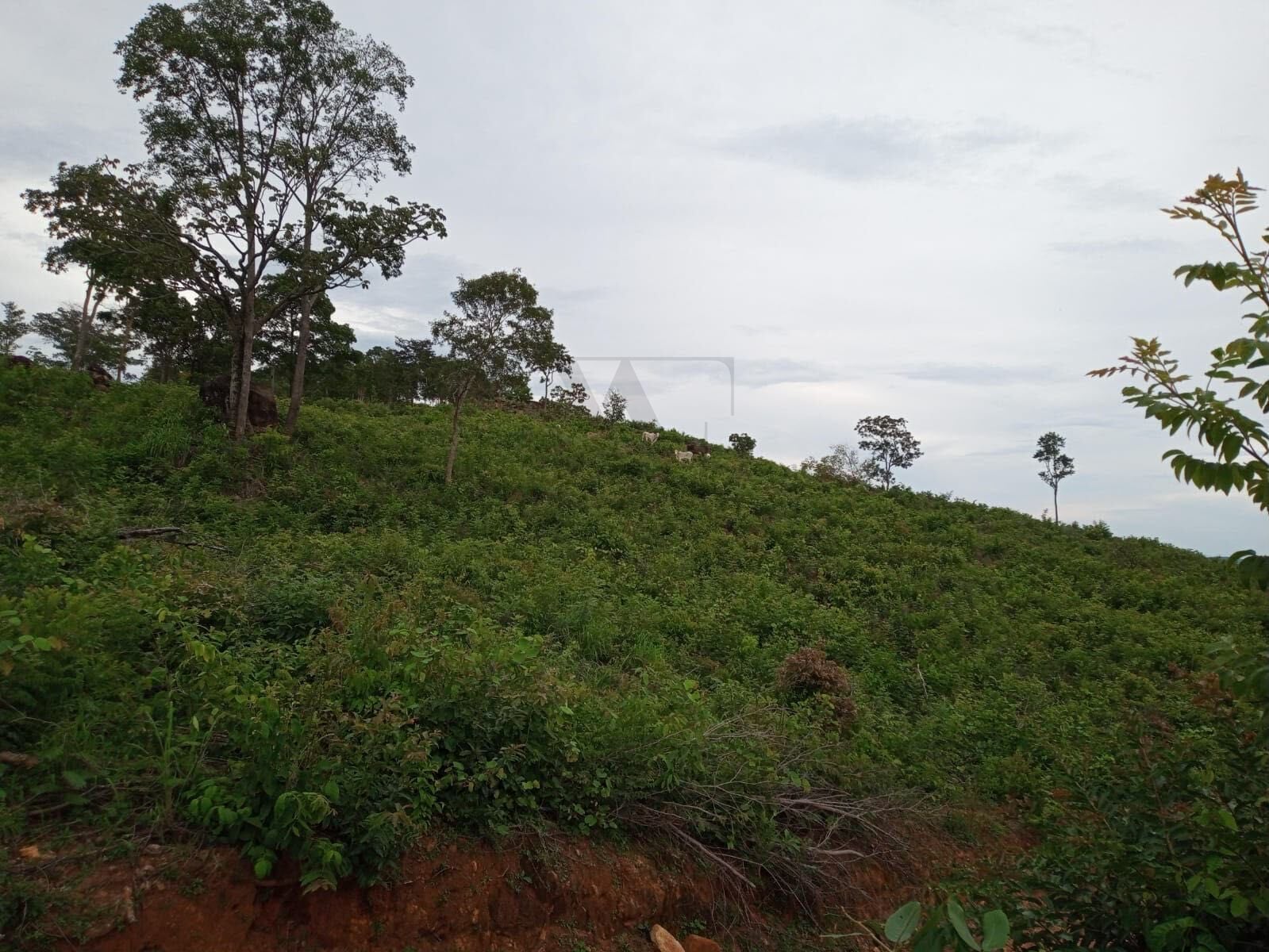 Sítio, 3 hectares - Foto 4
