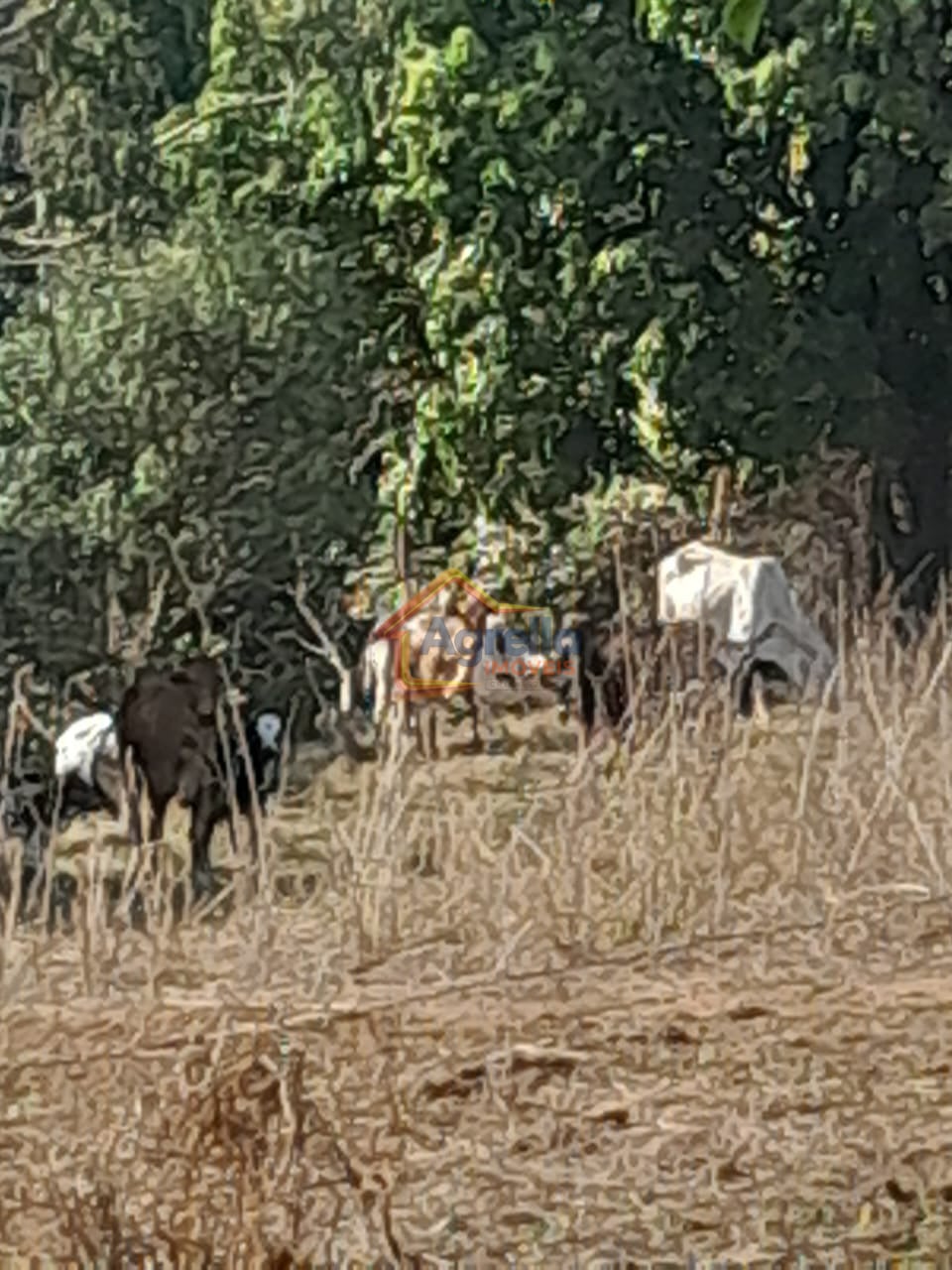 Chácara, 1 quarto, 18 hectares - Foto 10