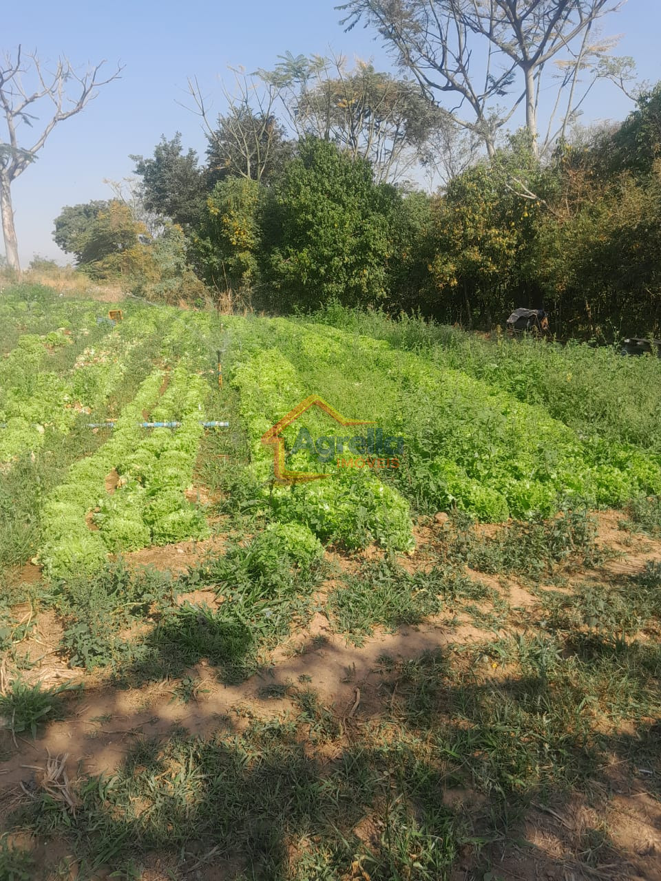 Chácara, 1 quarto, 18 hectares - Foto 18