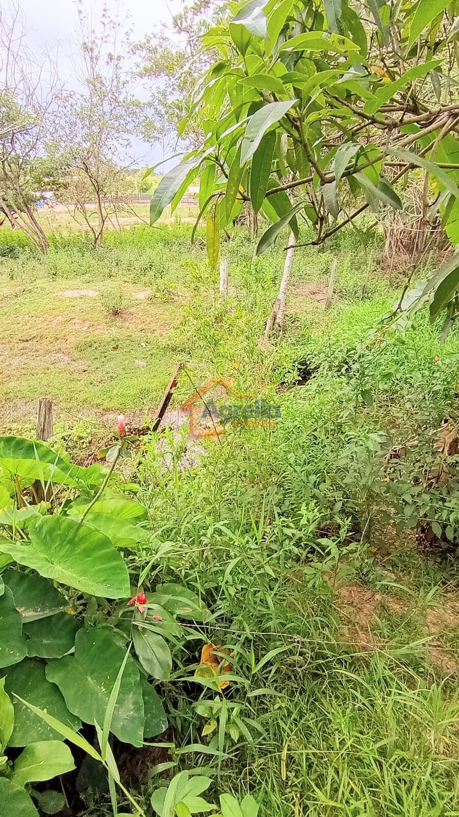 Chácara, 2 quartos, 2 hectares - Foto 16