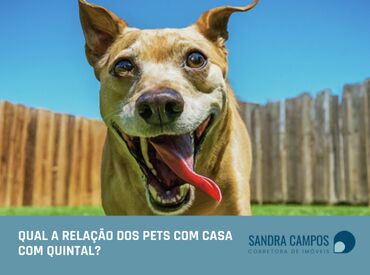 Qual a relação dos pets com casa com quintal?