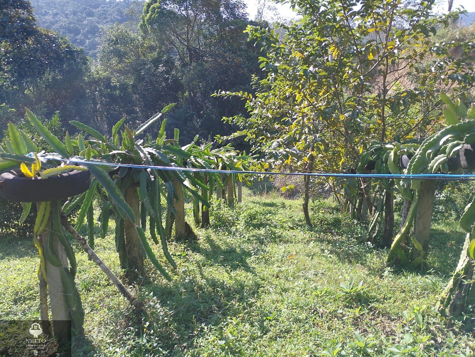 Chácara, 1 hectares - Foto 1