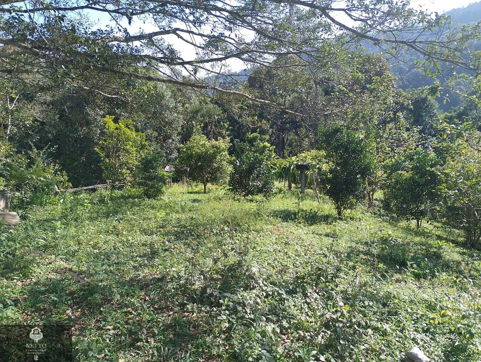 Chácara, 1 hectares - Foto 4