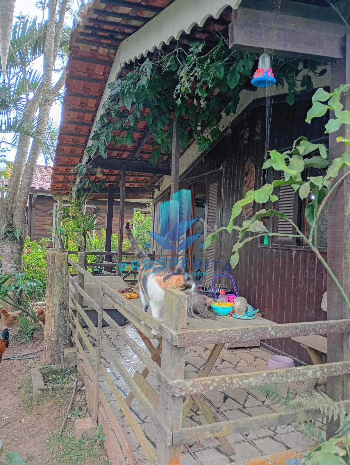 Chácara, 4 quartos, 3300 m² - Foto 3