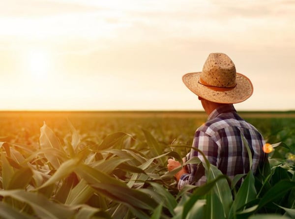 Do Campo para o Mercado Imobiliário: Fundos versus Compra Direta - Qual é o Melhor Caminho?