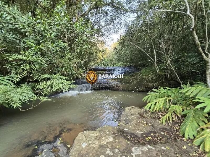 Chácara, 4 hectares - Foto 4