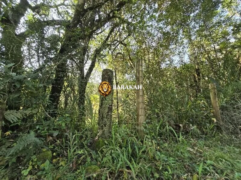 Chácara, 4 hectares - Foto 7