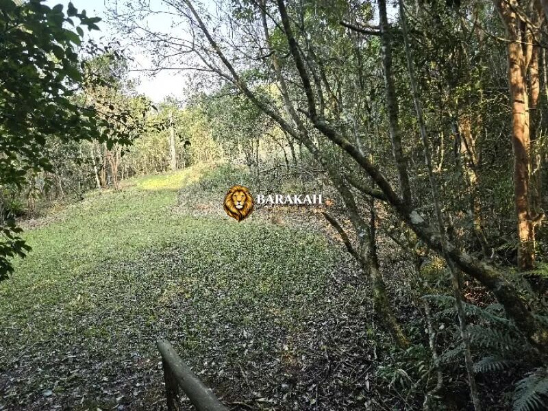 Chácara, 4 hectares - Foto 14