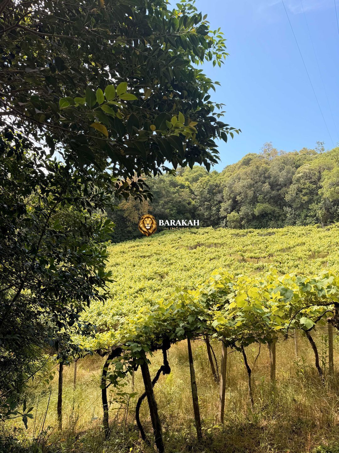 Chácara, 2 hectares - Foto 3