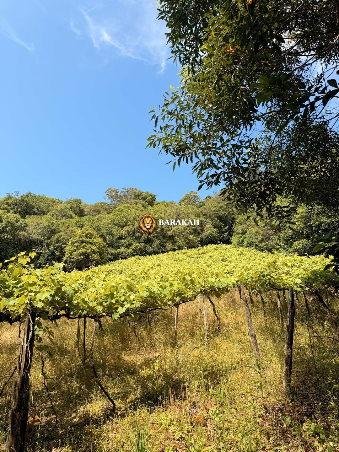 Chácara, 2 hectares - Foto 8