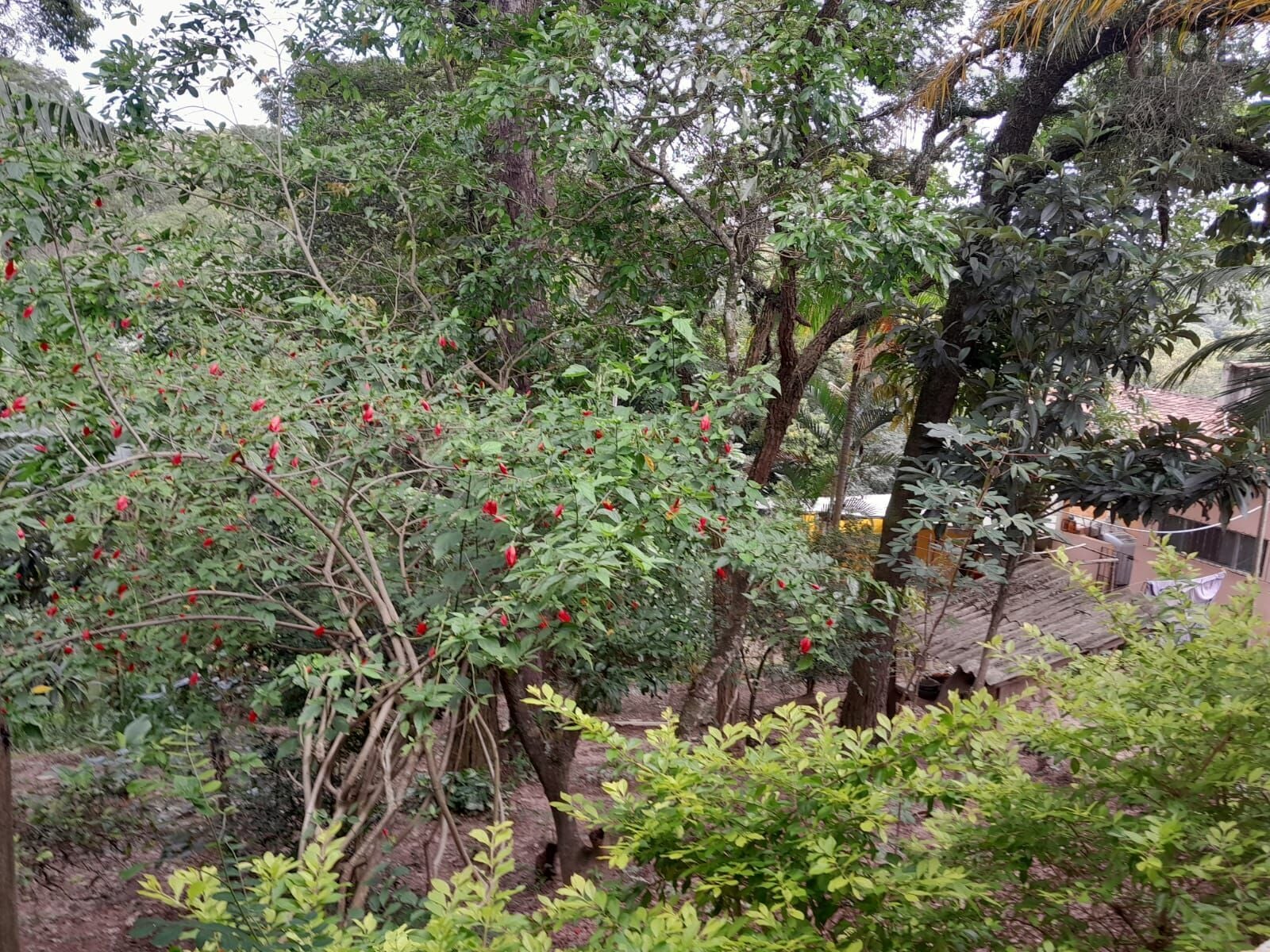 Chácara em Pitangueiras, Mairinque - Chácara de preço baixo - Foto 10