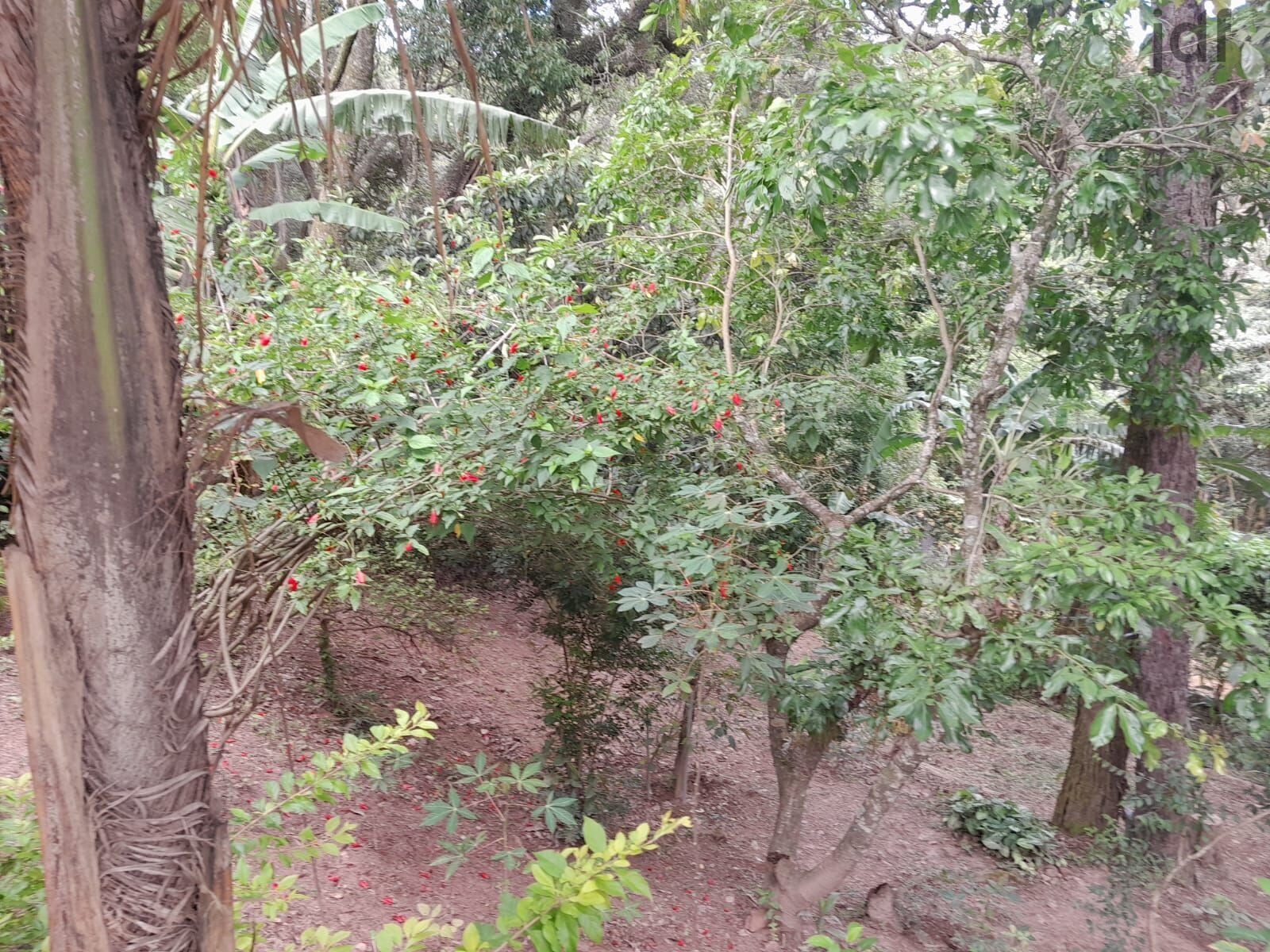 Chácara em Pitangueiras, Mairinque - Chácara de preço baixo - Foto 20