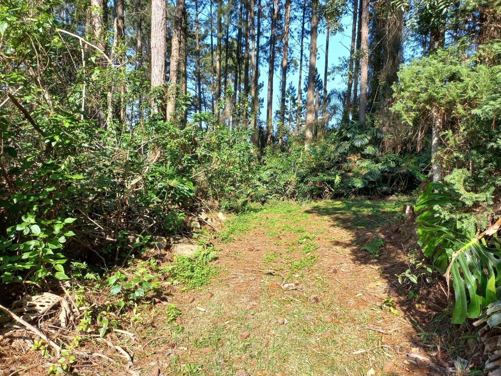Residential / Agricultural em Centro, Mairinque - Sítio em Bairro Sebandilha, Mairinque/SP - Próximo de represa - Foto 48