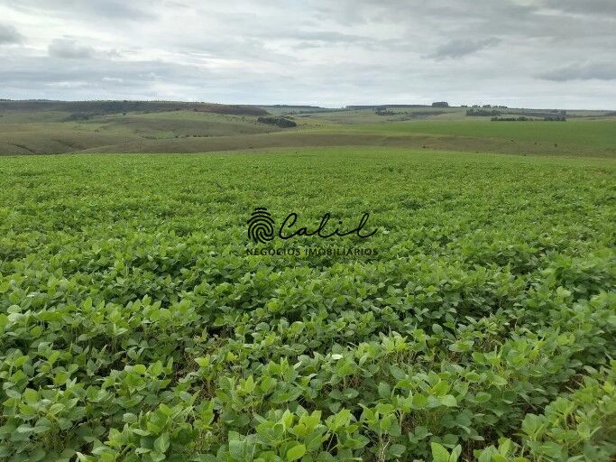 Fazenda, 483 hectares - Foto 11